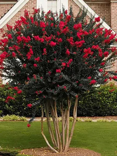 Red Crepe Myrtle